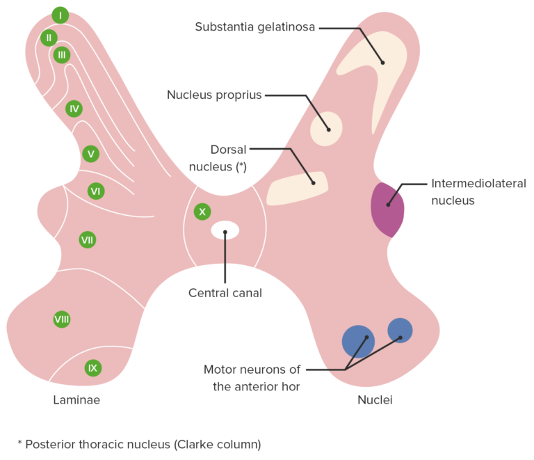 Motorik (Neuro-/Muskelphysiologie) | Lecturio