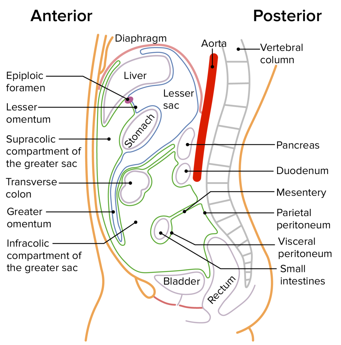 Peritoneum Und Retroperitoneum Anatomie Lecturio Peritoneum Und Retroperitoneum Anatomie Lecturio