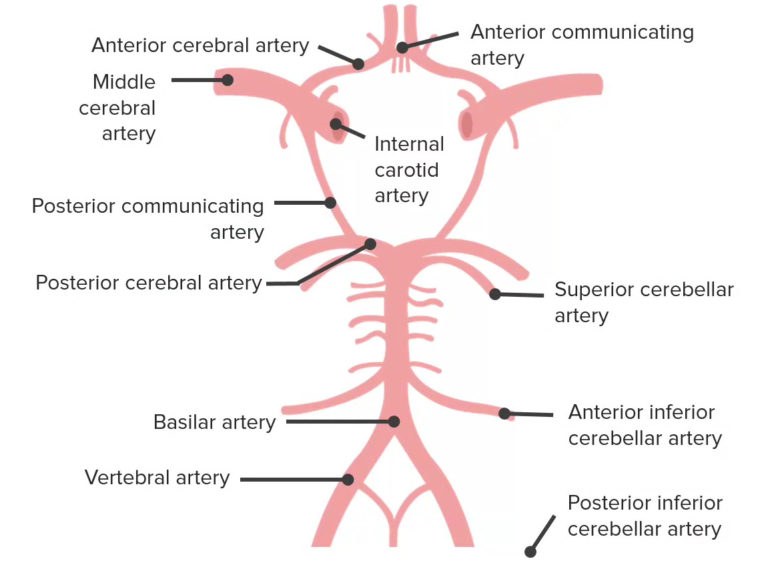 Zerebraler Kortex Aufbau und Funktion Lecturio