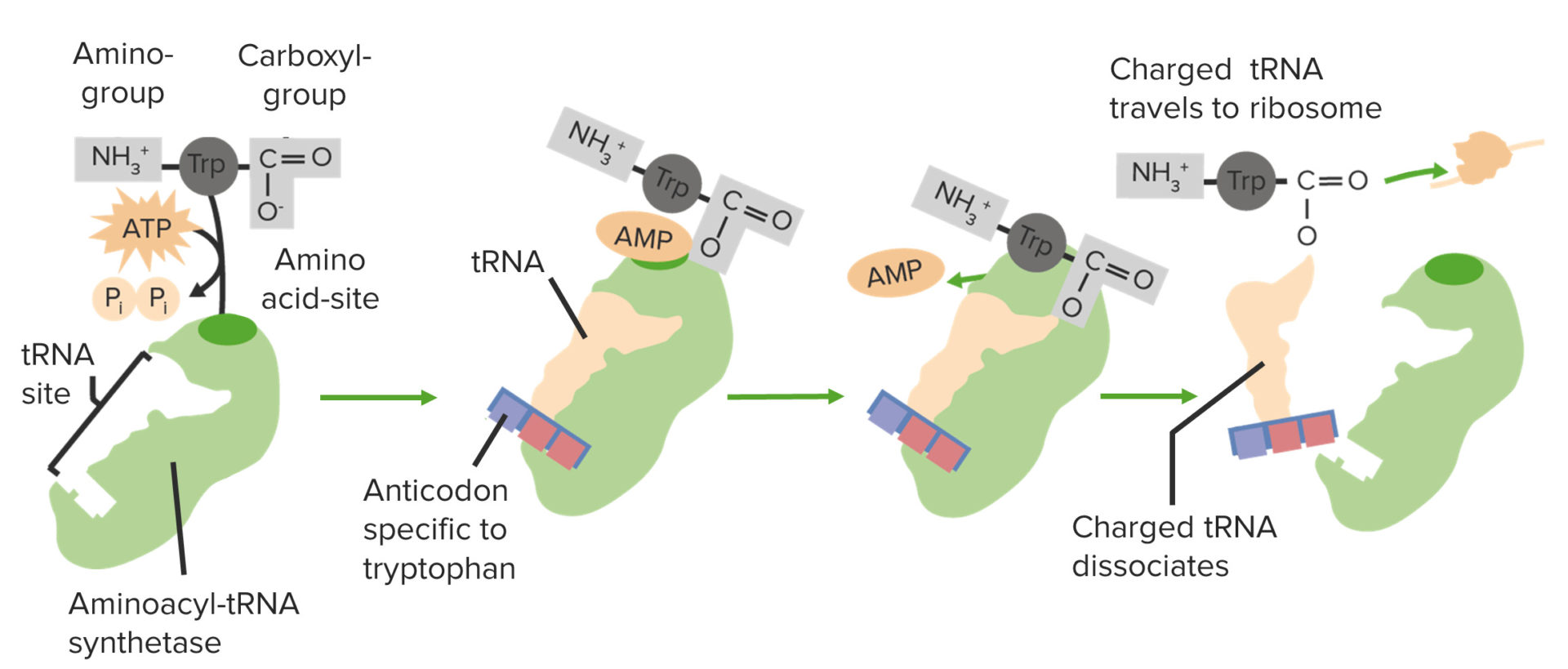 Translation Ablauf und Regulation Lecturio