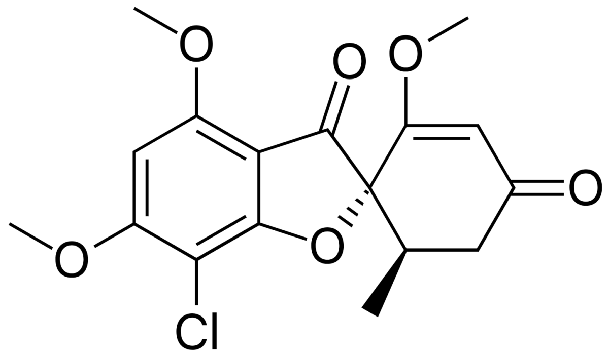 Flucytosin, Griseofulvin und Terbinafin Lecturio