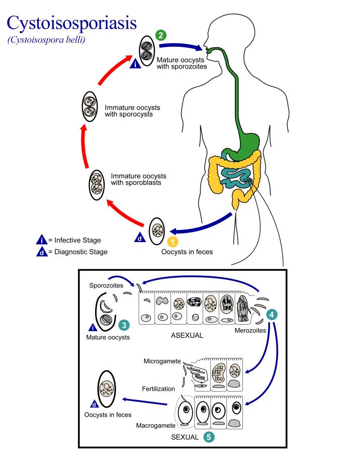 Cystoisospora (Kokzidiose) und Cyclospora (Cyclosporiasis) - E-Learning