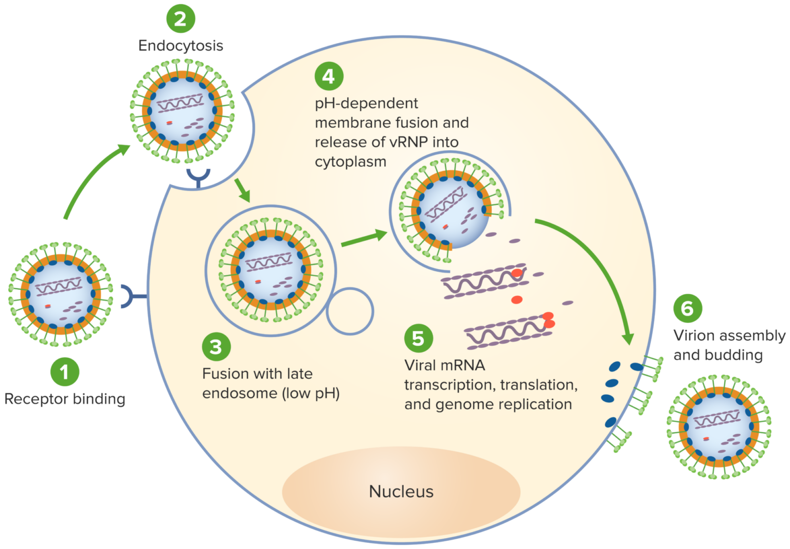 LCMV Pathogenese und Therapie Lecturio