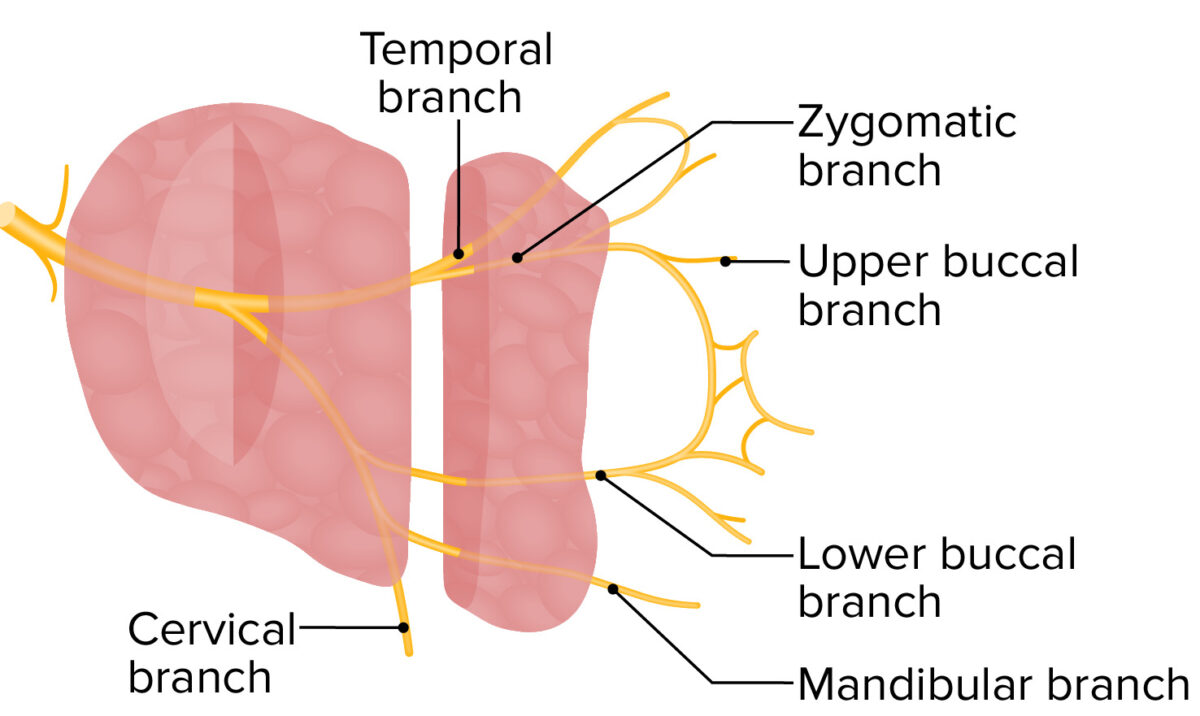 Jacobson Anastomose Jacobsonsches Organ Katze KOCGL Jacobson Anastomose Jacobsonsches Organ Katze KOCGL