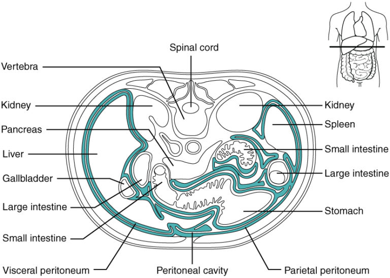 Peritoneum Und Retroperitoneum Anatomie Lecturio peritoneum-und-retroperitoneum-anatomie-lecturio