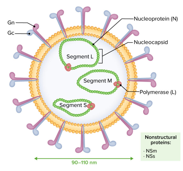 Bunyaviren Klassifikation & Vergleich Lecturio
