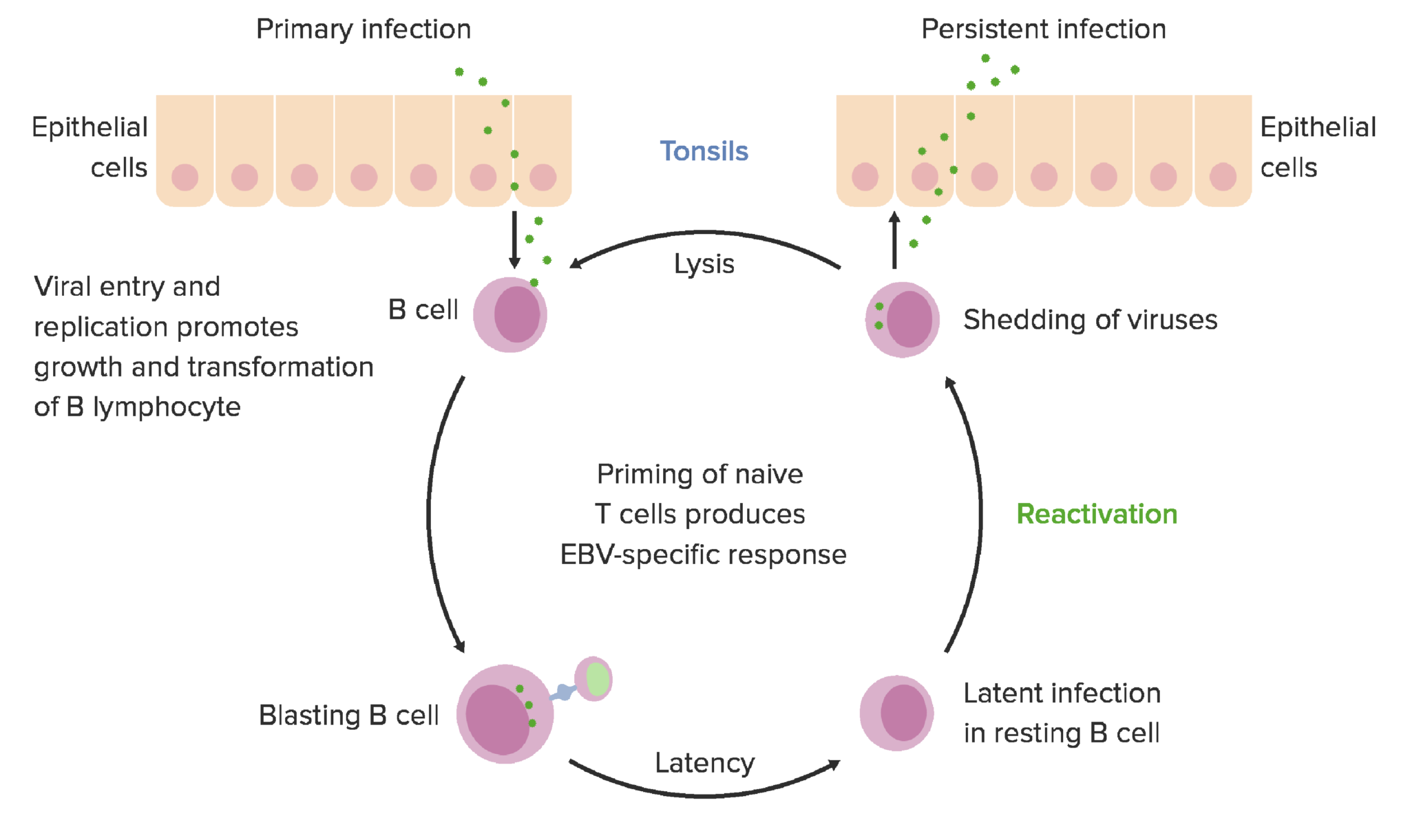 Epstein Barr Virus Reaktivierung Therapie www.lecturio.de