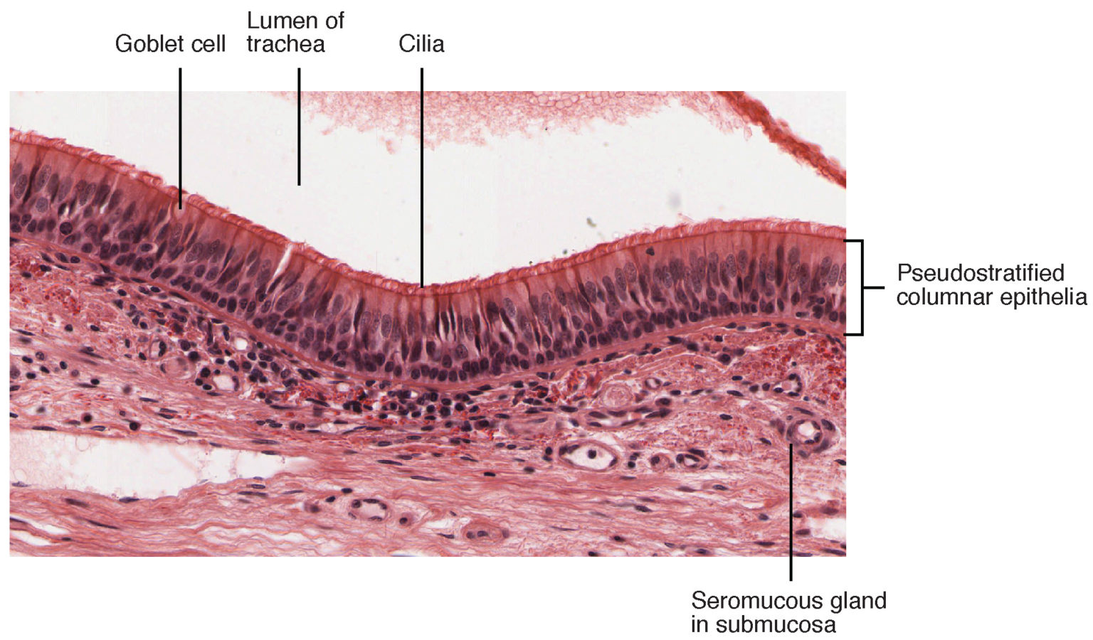 Trachea (Luftröhre): Anatomie und Funktion | Lecturio