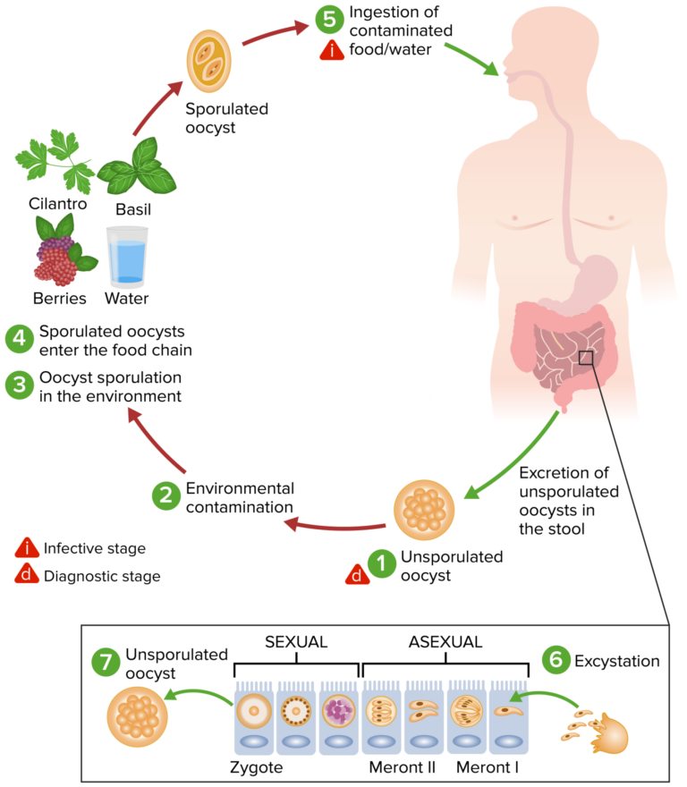 Cystoisospora (Kokzidiose) und Cyclospora (Cyclosporiasis)