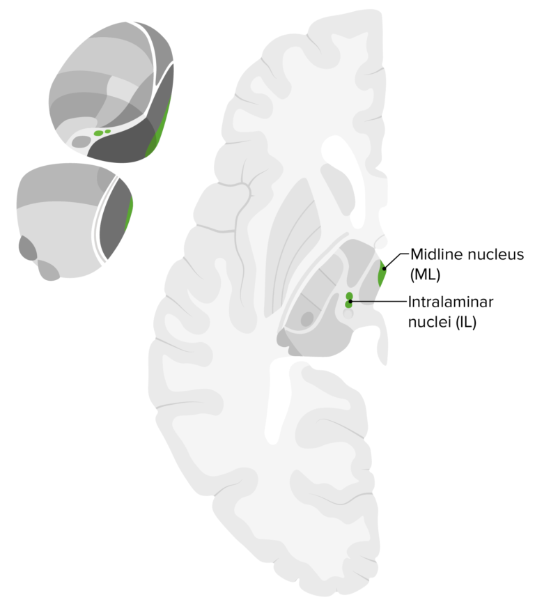 Thalamus Aufbau und Funktion Lecturio