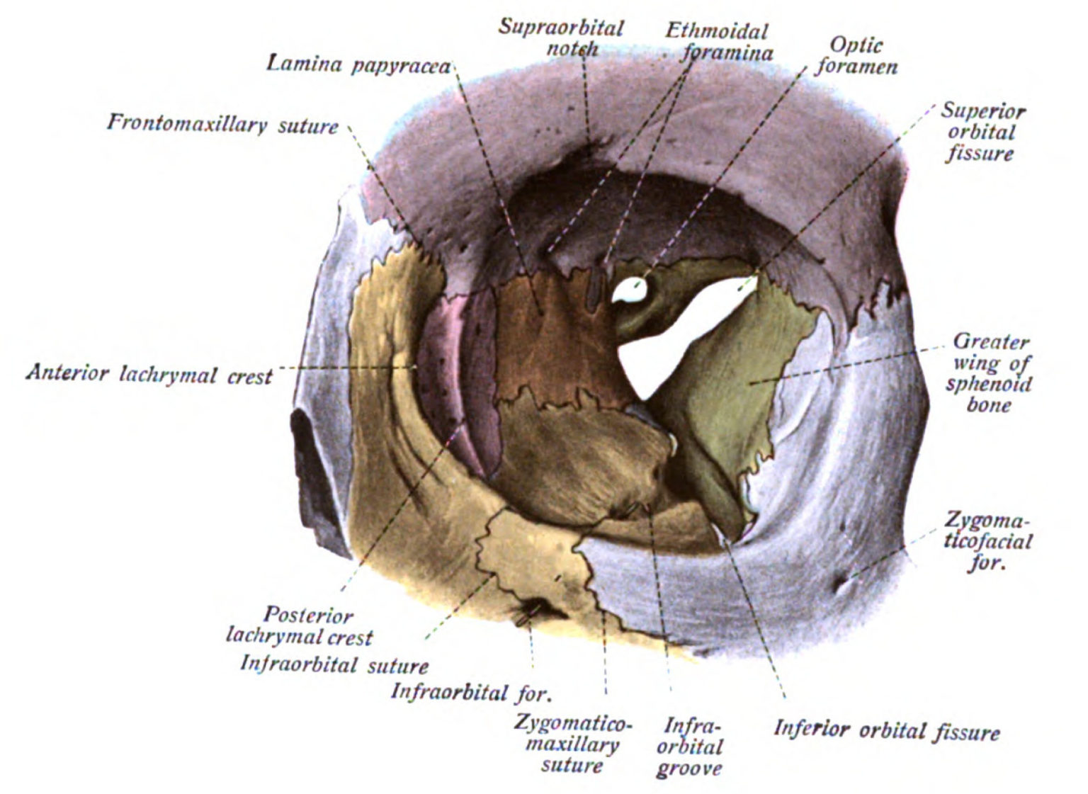 Orbita und extraokuläre Muskeln Anatomie Lecturio