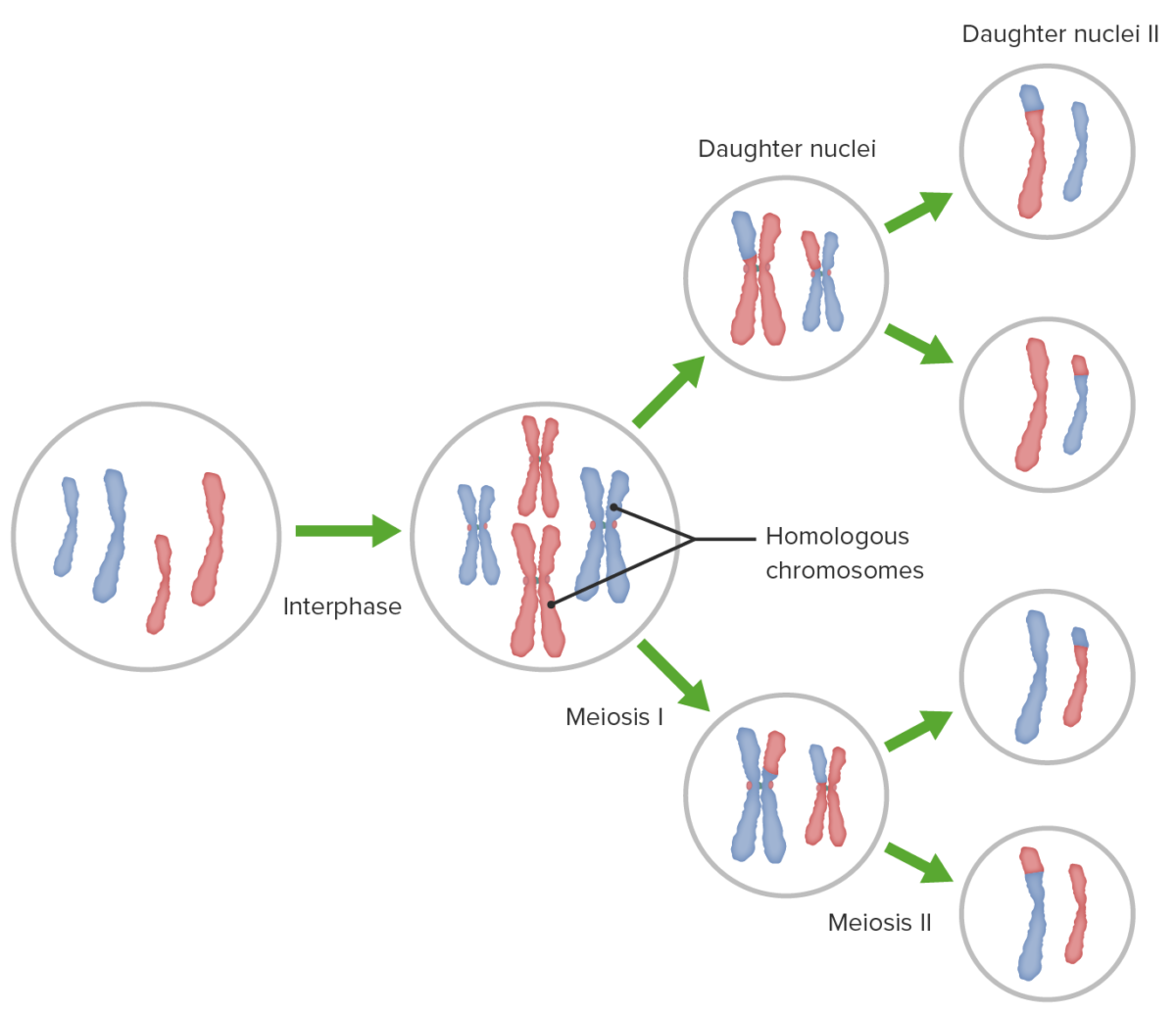 Likheter Mellom Mitose Og Meiose Mitosis Prophase Interphase Fotos