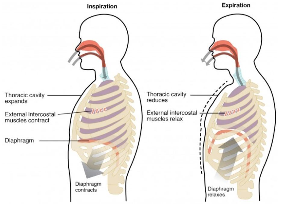 Funktion Zwerchfell Atmung Bauchatmung Zwerchfellatmung YTRD Funktion Zwerchfell Atmung Bauchatmung Zwerchfellatmung YTRD