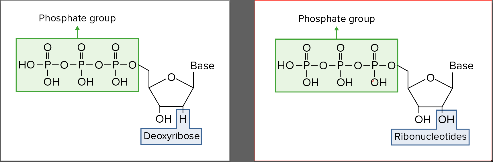 Ribonukleinsäure Aufbau, Struktur, Arten von RNA Lecturio