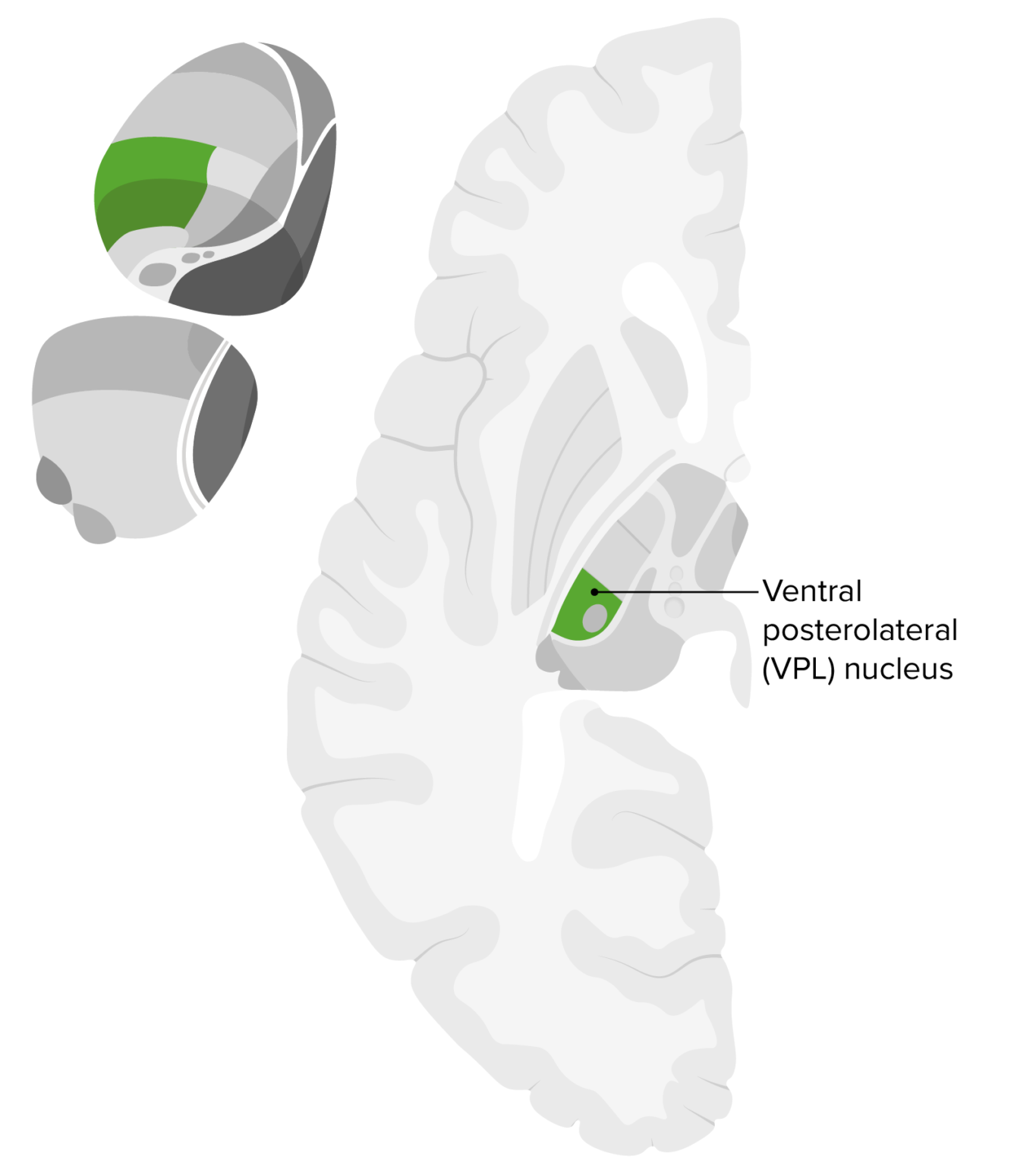 Thalamus Aufbau und Funktion Lecturio