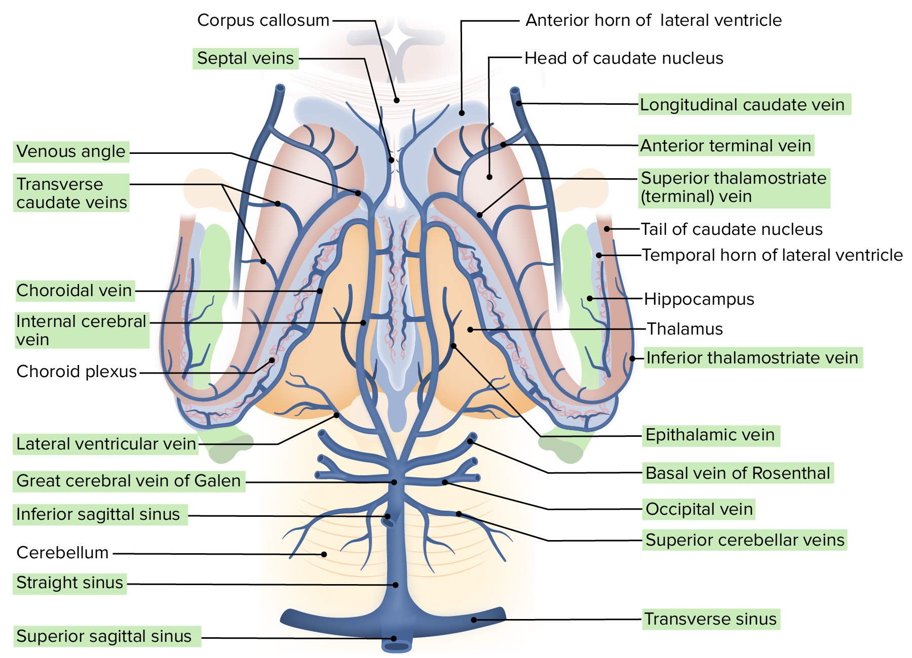 Basalganglien (Stammganglien) Anatomie, Funktion Lecturio