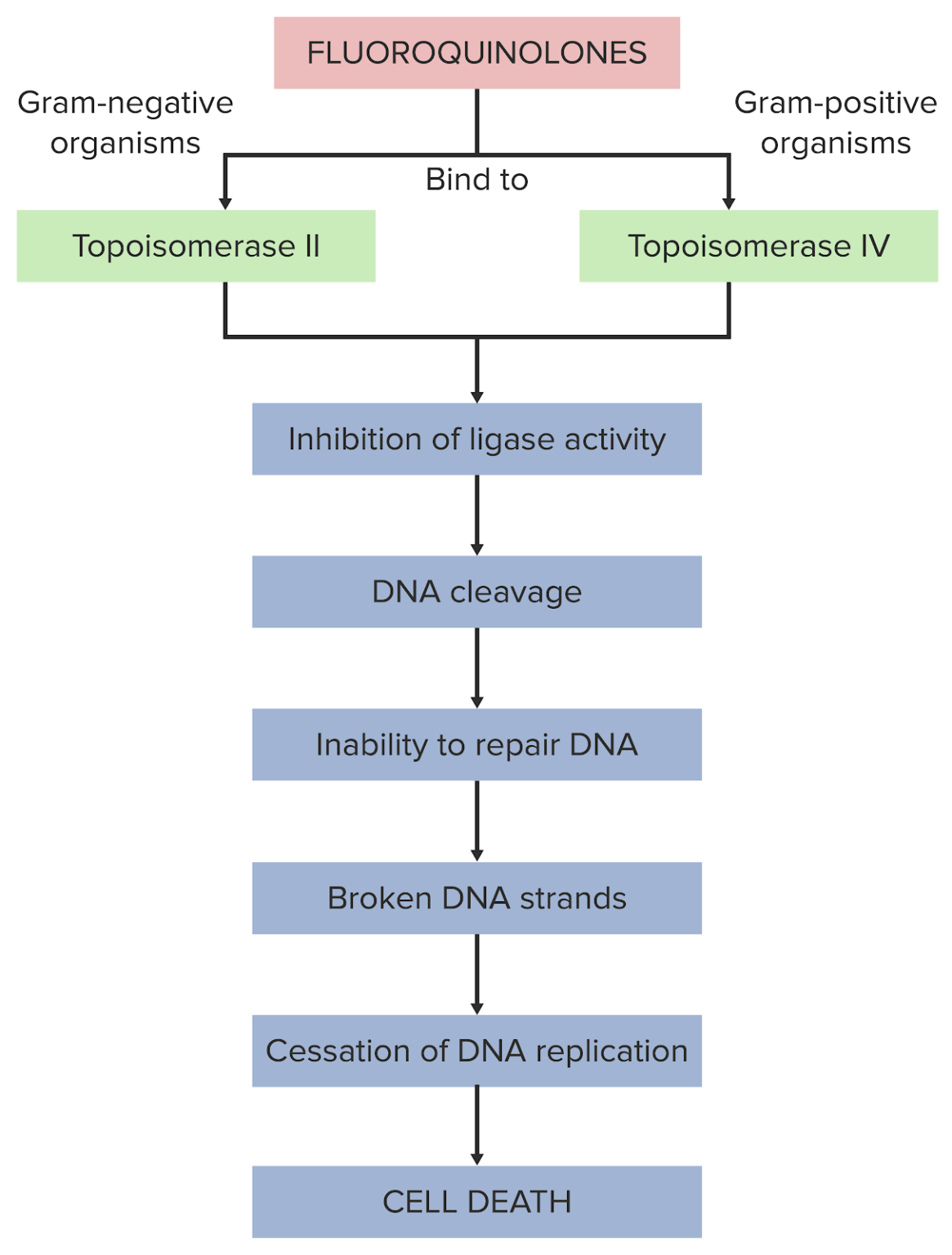 Fluorchinolone Wirkung und Indikationen Lecturio