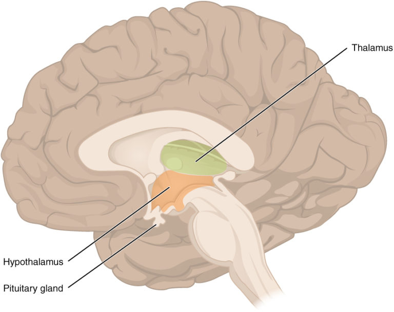 Hypothalamus Aufbau und Funktion Lecturio