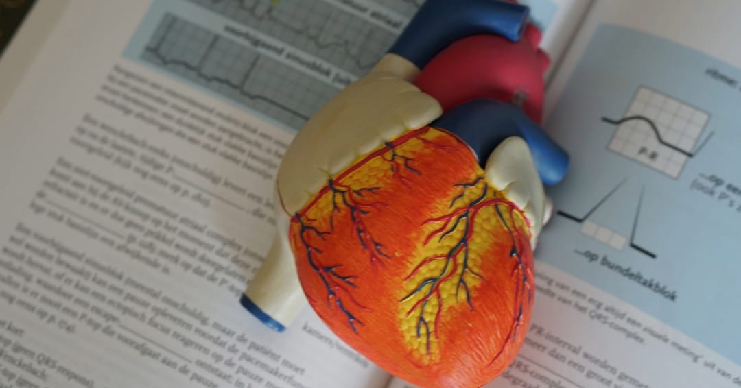 Modell eines menschlichen Herzens mit Koronararterien auf einem medizinischen Buch